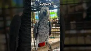 കുട്ടുമോൻ&hellip;🥰 #talking #parrot #africangreyparrot #birds #pets #nfamilypets