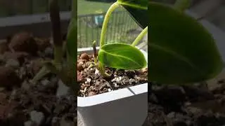 Peperomia Maculosa in Bloom!/ Glasshouse Works buy!