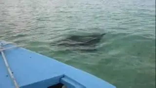 big eagle ray contents