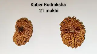 Rare Nepal (21 mukhi) Kuber Rudraksha