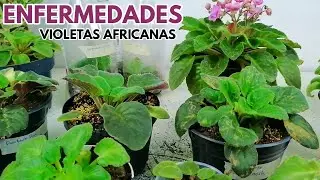 detectando enfermedades en violetas africanas chuyito jardinero