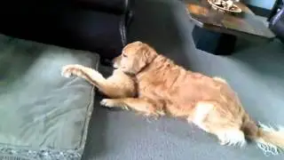 Cat wrestles Dog - Jake and Murphy