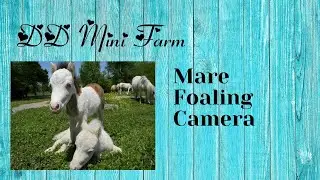 8/5/23 DD Mini Farm ask if Leggs will ever give up her foal