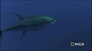 The Unique and Powerful Brain of the Galapagos Shark.