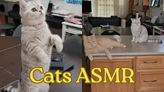 ASMR │ Relaxing Daily Life with Cats ☕🌿