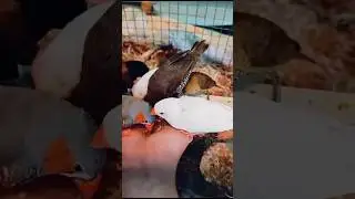 Finch Love: The Sweetest Moments in Nature