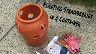 Strawberry Container Planting Part 1 #ContainGarden #AWalkThruMotherhood