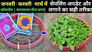 Cosmos | Sunflower Seeds Planting Guide / सैपलिंग अपडेट और लगाने का सही तरीका । Summer Flowers Seed