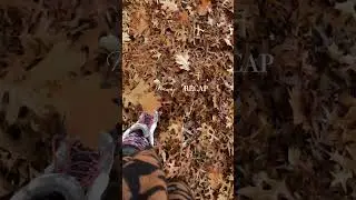 Goodbye Autumn in Australia 🇦🇺 subscribe to watch more 🍁 #autumn #autumnleaves #autumncolors