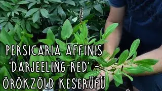 Persicaria affinis 'Darjeeling Red' - &Ouml;r&ouml;kz&ouml;ld keserűfű (piros)