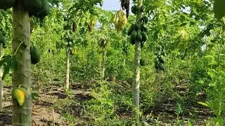 multi crop farming | subash palekar 5 layer natural farming