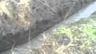 inland waters in wheat