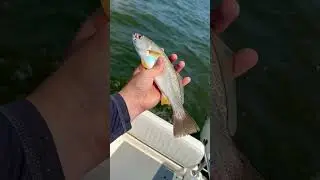 Catching Weakfish!