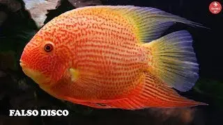 PEZ CICLIDO FALSO DISCO | Cuidados y Alimentación| Heros severus | AcuariosLP