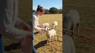 🐑 Feeding a Cute Sheep &ndash; A Heartwarming Moment! 💕