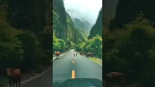Animal Traffic on road #shorts
