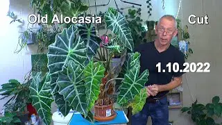 Wie kann man eine Alocasia schneiden? Der Rückschnitt und Bewurzelung einer großen Alocasia