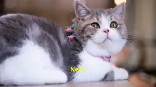 Cat Breeds and MBTI: Which Cat Matches Your Personality?