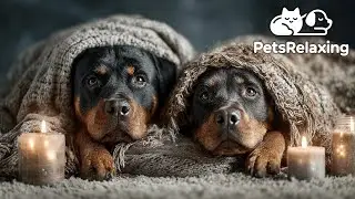 Rottweiler Calming Music 🐶 Relaxing & Soothing Dog Music for Peaceful Rest