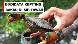 PANDUAN MUDAH BUDIDAYA KEPITING BAKAU DI AIR TAWAR - USAHA MODAL KECIL MENJANJIKAN