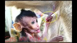 Ah! What Lori doing on it's mommy? It looks no milk for Lori, Why mom no milk for it like this?