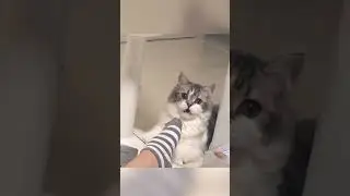 Cute Cats Don't Like Their Owners' Feet Smell