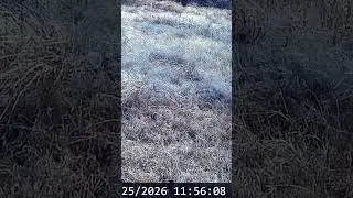 Time lapse functionality has been underutilized #wildlife #shorts #timelapse #texasphotographer