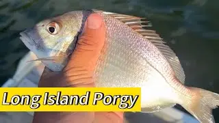 North Shore Long Island Porgy Fishing! Piscifun Alijoz 300