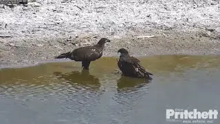 SWFL Eagle Cam 4-26-22.  The E's explore, perch & display horaltic pose together🥰; E20 gets a 🏝🛁,