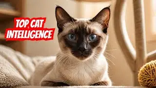 The Most Intelligent Cat Breeds Ranked