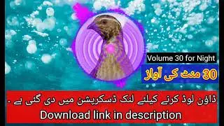 Quail best sound For Night