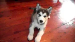 malamute howling