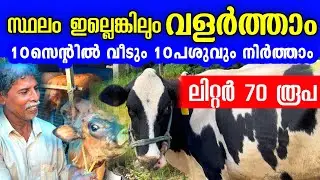 സ്ഥലം കുറവാണെങ്കിലും 10 പശു വരെ വളർത്താം, പണമുണ്ടാക്കാം. | successful dairy farming tips