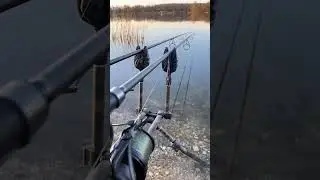 Carp running BEST  #fishing #vtb #carpfishing #carp