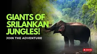 Giants Of Srilankan Jungle | Part -1 | Baby Elephants