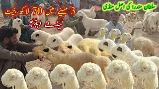 Top class sultan mundra chatra ki special mandi in dgkhan #at #nadirbalochmundrafarm #kakkamundra 