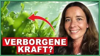 Algen - Entdecke die Power eines Urzeit-Superfoods