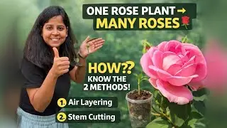 Rose Plant Propagation Methods | Air Layering vs Stem Cutting | Complete Guide
