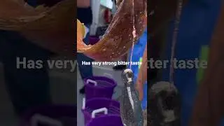 Stay away from this fish!!!