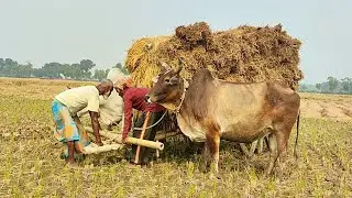Bull cart heavy fully load stuck in mud // Cow Videos // Village Agriculture