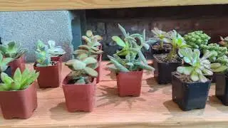 Vang's Plant & Succulents Hub