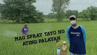 Gamit tayo ng systemic foliar Fungucide & contact Insecticide! #ricefarming #buhaymagsasaka #farming