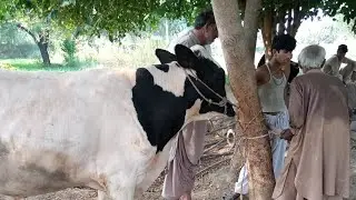 Jarwar imported farm harni weli 1,4,24