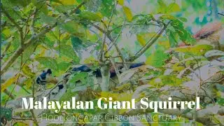 Glimpse of a Near Threatened species || The Malayan giant squirrel || Hoollongapar Gibbon Sanctuary