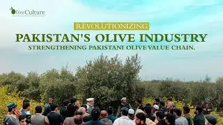 Empowering Communities, Strengthening Olive Value Chain Step into the world of OliveCulture.