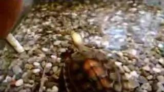 Golden-headed Box Turtle