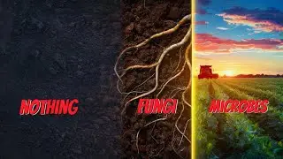 Soil Fungi vs Conventional Farming: What's Winning?