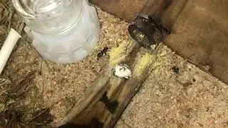 Turtle Ants - Cephalotes texanus - collecting pollen and being clumsy