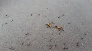 Ants Vs maggots