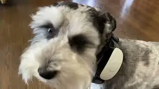 LAKWAR Bark Collar for Large Dog Shock